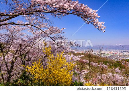 春暖花開的花見山，宛如人間天堂，五彩繽紛的櫻花和其他鮮花裝飾著整座山。 138431895