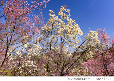 Hanamiyama in the full bloom of spring, a panoramic view of a paradise where colorful cherry blossoms and other flowers adorn the mountain. Hanamiyama in the full bloom of spring, a panoramic view of a paradise where colorful cherry blossoms and other flowers adorn the mountain. 138431898