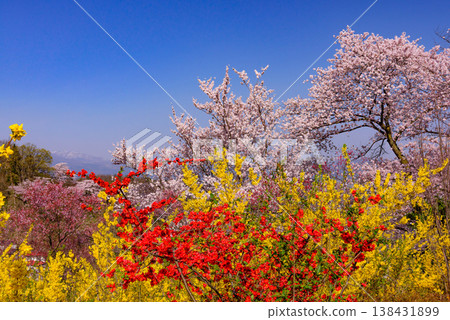 Hanamiyama in the full bloom of spring, a panoramic view of a paradise where colorful cherry blossoms and other flowers adorn the mountain. Hanamiyama in the full bloom of spring, a panoramic view of a paradise where colorful cherry blossoms and other flowers adorn the mountain. 138431899