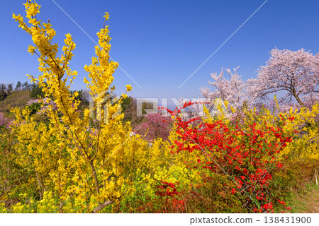 Hanamiyama in the full bloom of spring, a panoramic view of a paradise where colorful cherry blossoms and other flowers adorn the mountain. Hanamiyama in the full bloom of spring, a panoramic view of a paradise where colorful cherry blossoms and other flowers adorn the mountain. 138431900