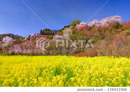 春暖花開的花見山，宛如人間天堂，五彩繽紛的櫻花和其他鮮花裝飾著整座山。 138431906