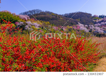 春暖花開的花見山,宛如人間天堂,五彩繽紛的櫻花和其他鮮花裝飾著整座山。 春暖花開的花見山,宛如人間天堂,五彩繽紛的櫻花和其他鮮花裝飾著整座山。 138431907