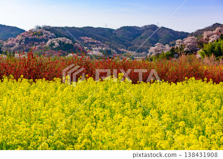 春暖花開的花見山，宛如人間天堂，五彩繽紛的櫻花和其他鮮花裝飾著整座山。 138431908
