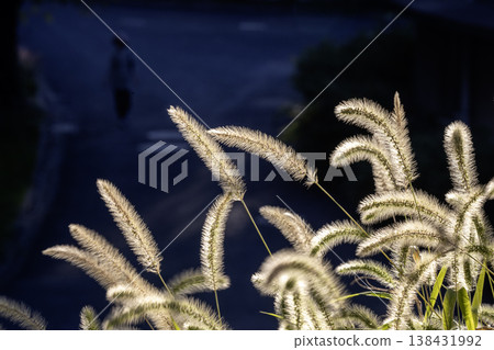 A scene of sunlight shining on the foxtail grass in the early autumn evening - 11 A scene of sunlight shining on the foxtail grass in the early autumn evening - 11 138431992