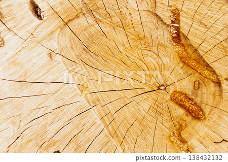 Macro photo of a natural wood slice with distinct growth rings and radial cracks. The textured bark and warm beige tones create a rustic, eco-friendly background 138432132
