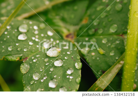 Macro photo of vibrant green Oxalis leaves covered in sparkling raindrops. The water droplets act like tiny lenses on the velvety clover-like foliage, creating a fresh look Macro photo of vibrant green Oxalis leaves covered in sparkling raindrops. The water droplets act like tiny lenses on the velvety clover-like foliage, creating a fresh look 138432158