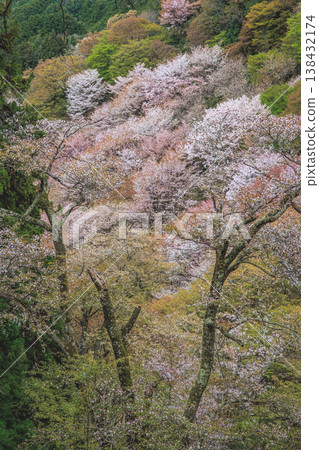 Cherry blossoms and mountain ranges of Mount Yoshino, a symbol of spring in Japan. Cherry blossoms and mountain ranges of Mount Yoshino, a symbol of spring in Japan. 138432174