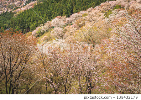 Yoshino Mountain with cherry blossoms in full bloom and a landscape of mountains stretching into the distance. Yoshino Mountain with cherry blossoms in full bloom and a landscape of mountains stretching into the distance. 138432179