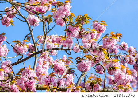 Close-up pink sakura blossoms sunlit branches against blue sky delicate petals forming vibrant spring bloom. Ornamental cherry flowers glowing in daylight soft bokeh and fresh seasonal atmosphere Close-up pink sakura blossoms sunlit branches against blue sky delicate petals forming vibrant spring bloom. Ornamental cherry flowers glowing in daylight soft bokeh and fresh seasonal atmosphere 138432370