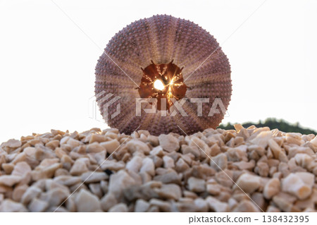 Sea urchin shell stand pebble beach sunlight shining hollow center bright flare natural. Minimal coastal scene marine texture seaside stones warm summer light mediterranean vacation atmosphere 138432395