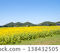 Sunflower field 2025 138432505