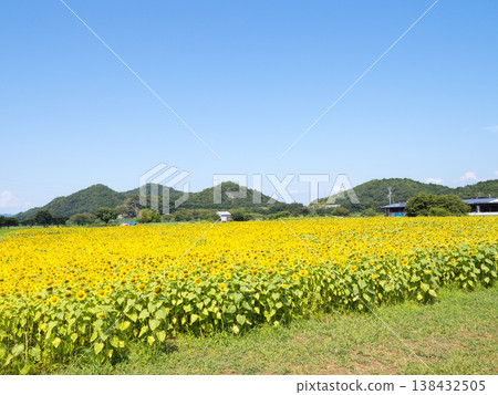 Sunflower field 2025 138432505