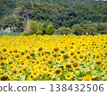 Sunflower field 2025 138432506