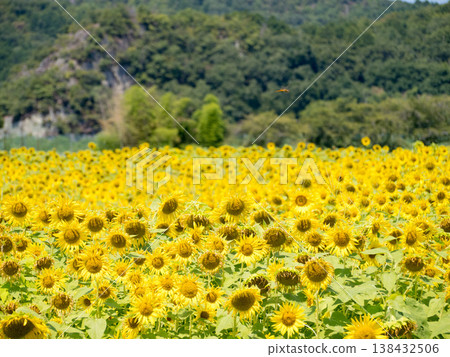 Sunflower field 2025 Sunflower field 2025 138432506