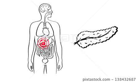 Pancreas Organs Sketch  138432687