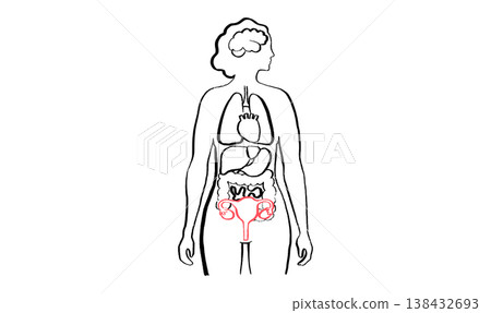 Female reproductive system Female reproductive system 138432693