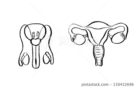 Human Organs Sketch 138432696