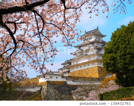 The castle tower and cherry blossoms stand out against the spring blue sky. The castle tower and cherry blossoms stand out against the spring blue sky. 138432761