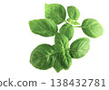 Basil, herb, mint leaves, young leaves 138432781