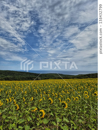 The photograph depicts a bright summer landscape, where in the foreground a field of blooming sunflowers with yellow heads looking upwards stretches. 138432799