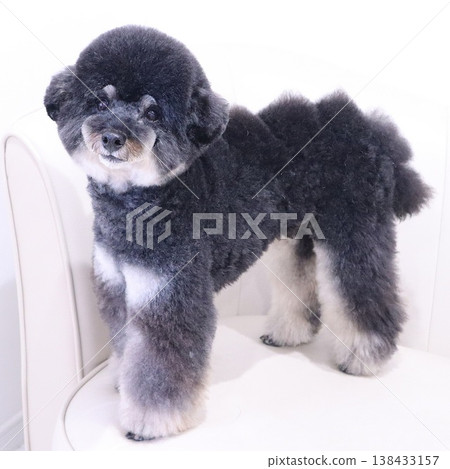 A stylish toy poodle, sparkling clean after being trimmed. 138433157