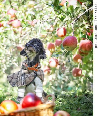 Going out with your pet: Apple picking and a toy poodle 138433158