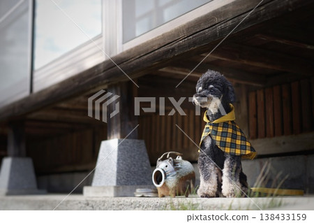 寵物出遊：一棟迷人的老房子和一隻玩具貴賓犬 138433159