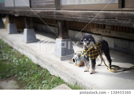 寵物出遊:一棟迷人的老房子和一隻玩具貴賓犬 寵物出遊:一棟迷人的老房子和一隻玩具貴賓犬 138433160
