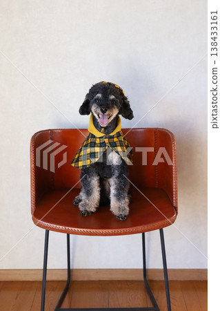 一隻玩具貴賓犬在椅子上擺姿勢 一隻玩具貴賓犬在椅子上擺姿勢 138433161
