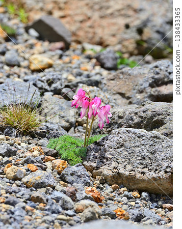Dicentra blooming on the rocks Dicentra blooming on the rocks 138433365