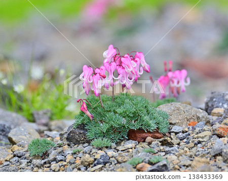 Dicentra blooming on the rocks 138433369