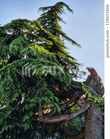 Unusual shape of a cedrus libani tree. The tree was damaged by bad weather. Unusual shape of a cedrus libani tree. The tree was damaged by bad weather. 138433808