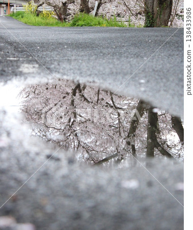 櫻花和水坑 138433986