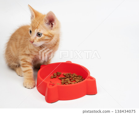 Orange kitty eat his food Orange kitty eat his food 138434075
