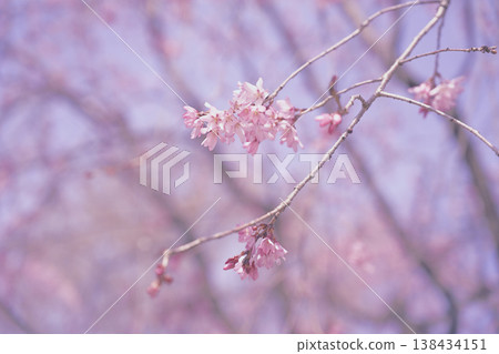 堀尾遺址公園(愛知縣小口町)盛開的垂枝櫻花 堀尾遺址公園(愛知縣小口町)盛開的垂枝櫻花 138434151