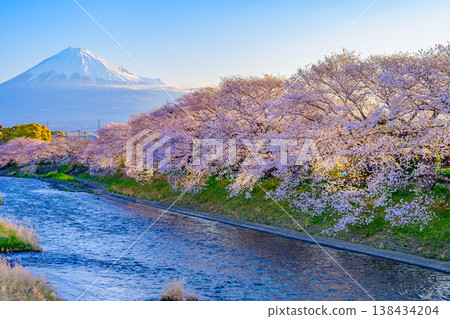 Mount Fuji and a row of cherry trees in full bloom: A spectacular view of Urui River and Ryuganbuchi, Fuji City, Shizuoka Prefecture Mount Fuji and a row of cherry trees in full bloom: A spectacular view of Urui River and Ryuganbuchi, Fuji City, Shizuoka Prefecture 138434204