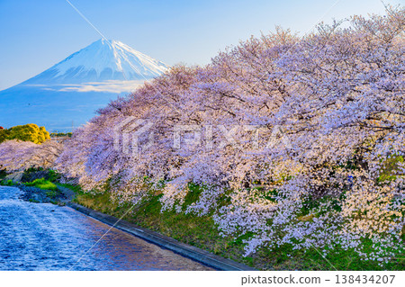 富士山與盛開的櫻花樹:靜岡縣富士市宇留川和龍岩淵的壯麗景色 富士山與盛開的櫻花樹:靜岡縣富士市宇留川和龍岩淵的壯麗景色 138434207