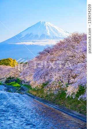 富士山與盛開的櫻花樹:靜岡縣富士市宇留川和龍岩淵的壯麗景色 富士山與盛開的櫻花樹:靜岡縣富士市宇留川和龍岩淵的壯麗景色 138434209