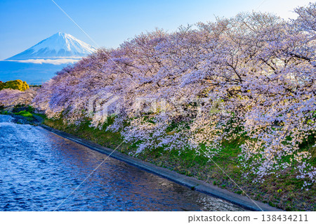 Mount Fuji and a row of cherry trees in full bloom: A spectacular view of Urui River and Ryuganbuchi, Fuji City, Shizuoka Prefecture Mount Fuji and a row of cherry trees in full bloom: A spectacular view of Urui River and Ryuganbuchi, Fuji City, Shizuoka Prefecture 138434211