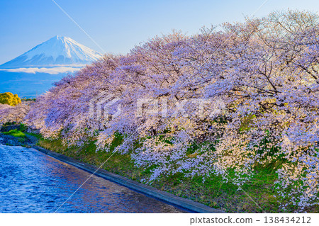 Mount Fuji and a row of cherry trees in full bloom: A spectacular view of Urui River and Ryuganbuchi, Fuji City, Shizuoka Prefecture Mount Fuji and a row of cherry trees in full bloom: A spectacular view of Urui River and Ryuganbuchi, Fuji City, Shizuoka Prefecture 138434212