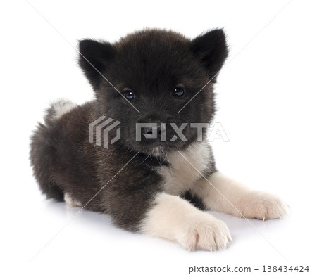puppy amerikan akita in studio 138434424