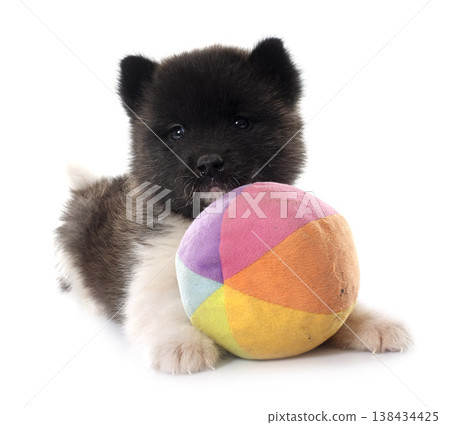 puppy amerikan akita in studio puppy amerikan akita in studio 138434425