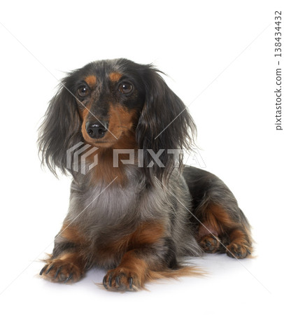 dachshund  in studio 138434432
