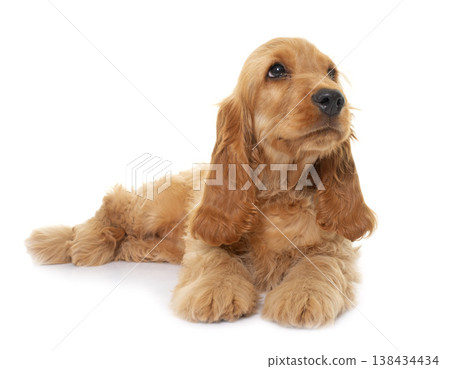 puppy cocker spaniel in studio puppy cocker spaniel in studio 138434434