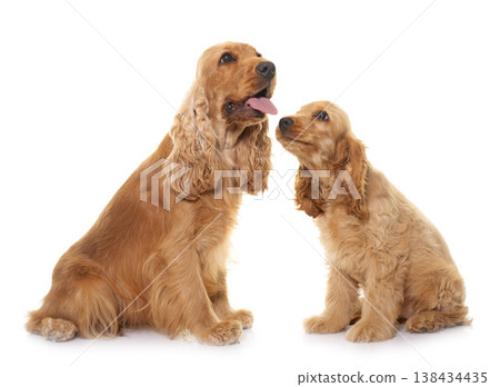 two cocker spaniel in studio 138434435