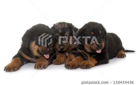 beauceron puppies in studio 138434436