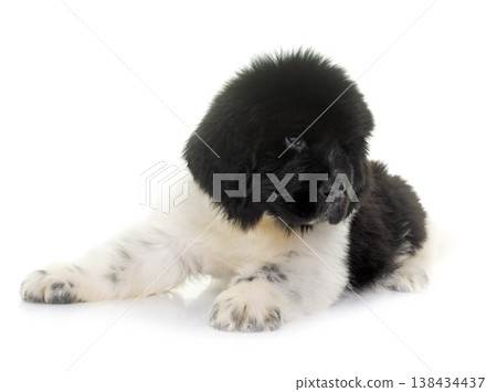 black and white puppy newfoundland dog 138434437