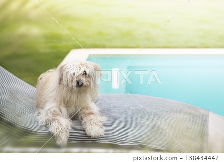 Pyrenean Sheepdog in nature Pyrenean Sheepdog in nature 138434442