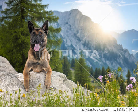 malinois in studio 138434443