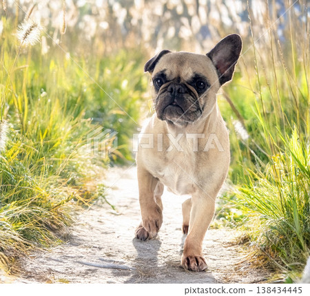 french bulldog in nature french bulldog in nature 138434445